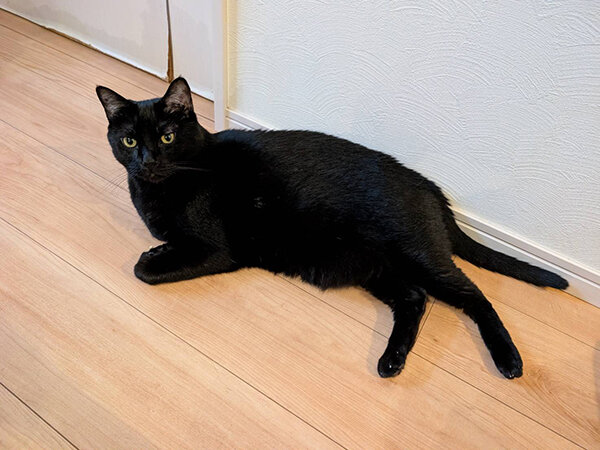 黒猫ペットシッター