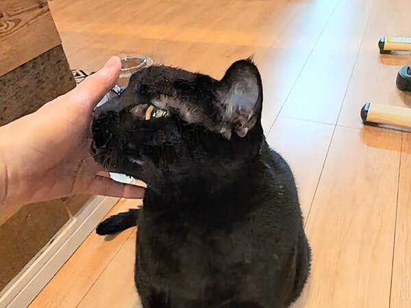 黒猫ペットシッター