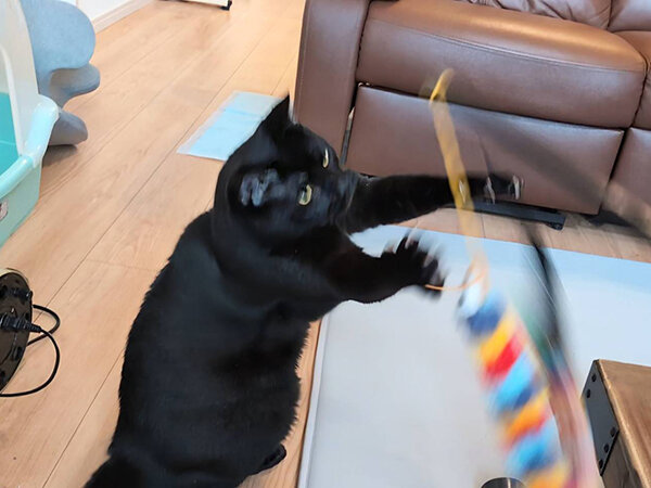 黒猫ペットシッター