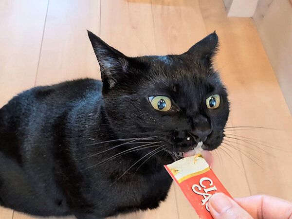 黒猫ペットシッター