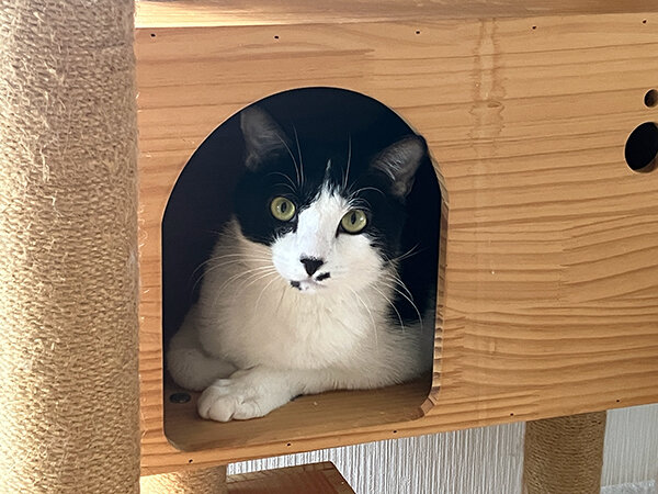 猫ペットホテル