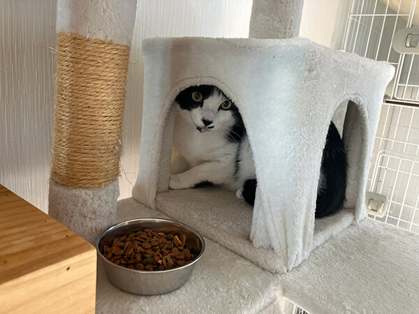 猫ペットホテル