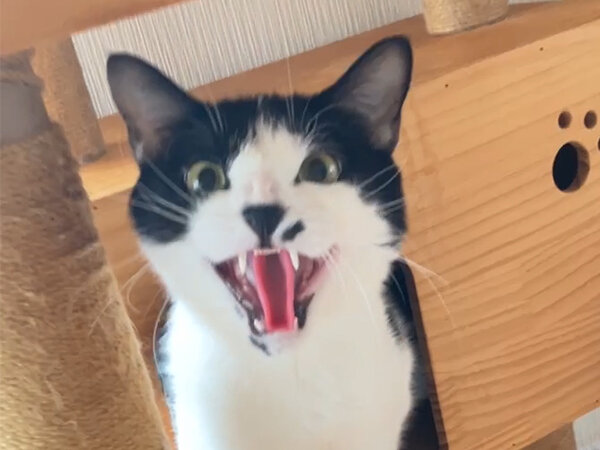 猫ペットホテル