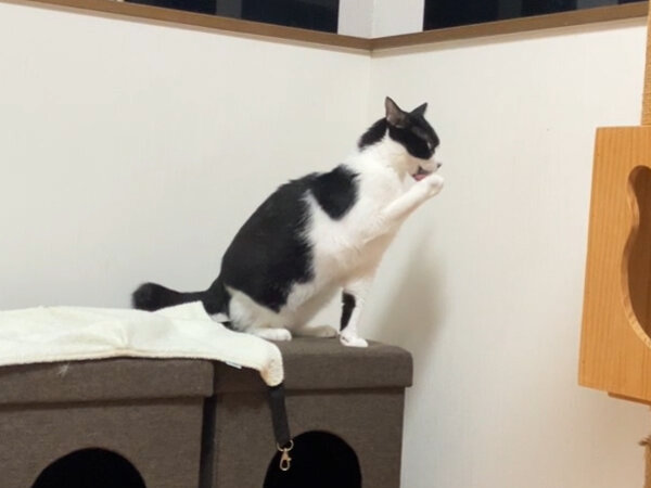 猫ペットホテル