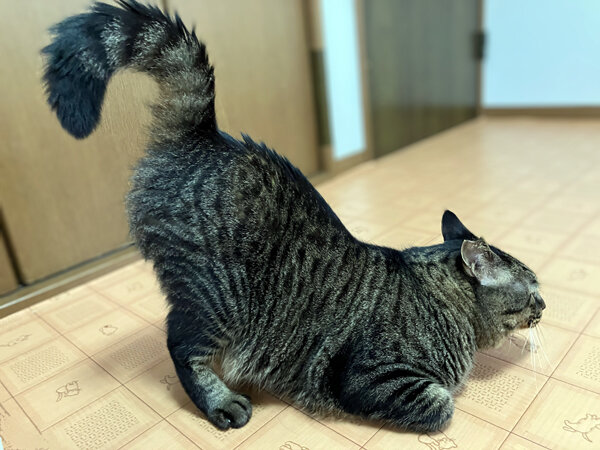猫ペットホテル