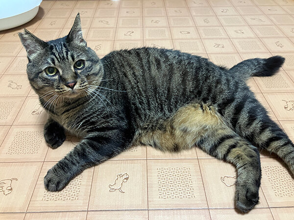 猫ペットホテル