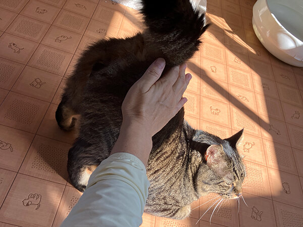 猫ペットホテル