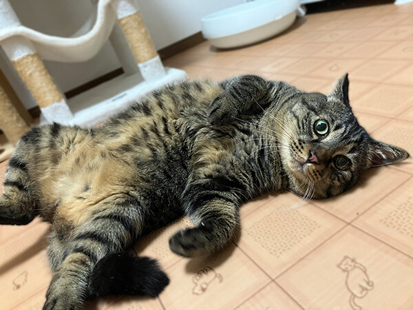 猫ペットホテル