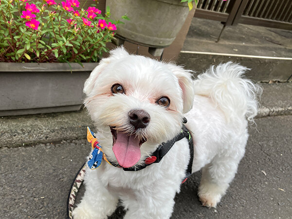 小型犬マルチーズペットホテル