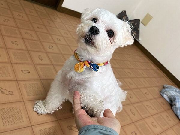 小型犬マルチーズペットホテル