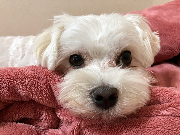 小型犬マルチーズペットホテル
