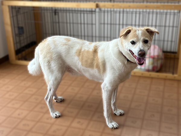 中型犬ペットホテル