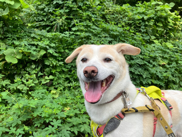 中型犬ペットホテル
