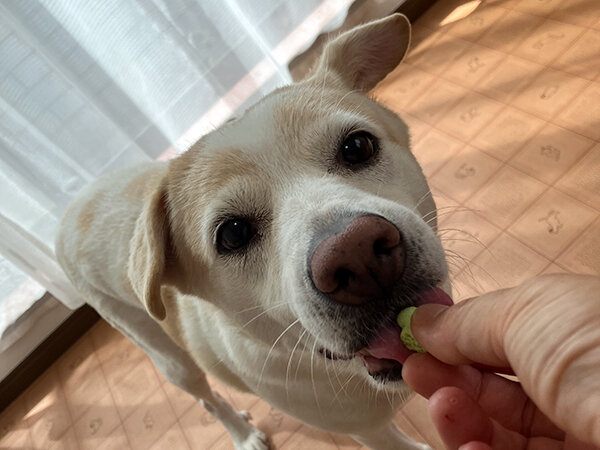 中型犬ペットホテル