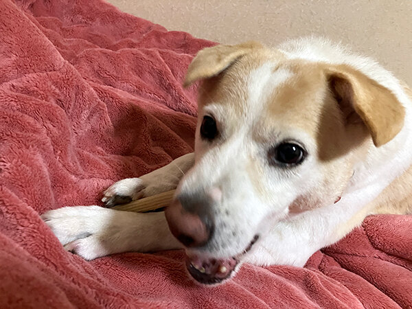 中型犬ペットホテル