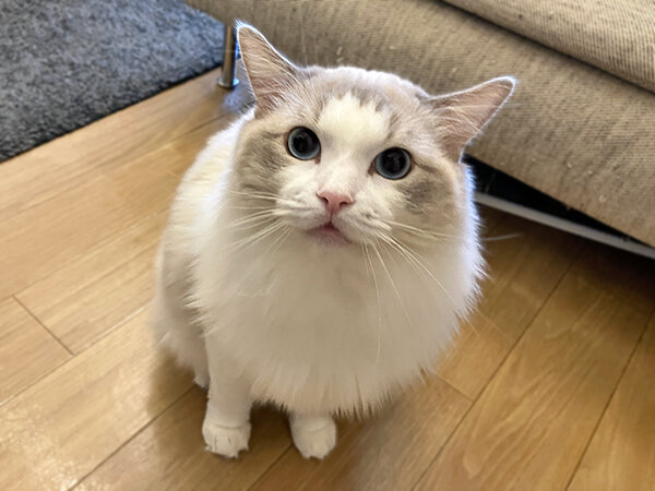 猫ラグドールペットシッター