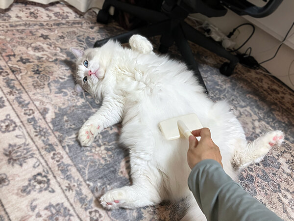 猫ラグドールペットシッター