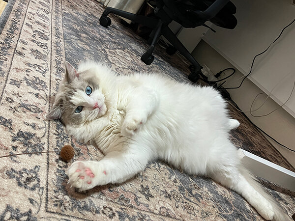 猫ラグドールペットシッター