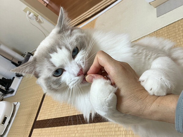 猫ラグドールペットシッター