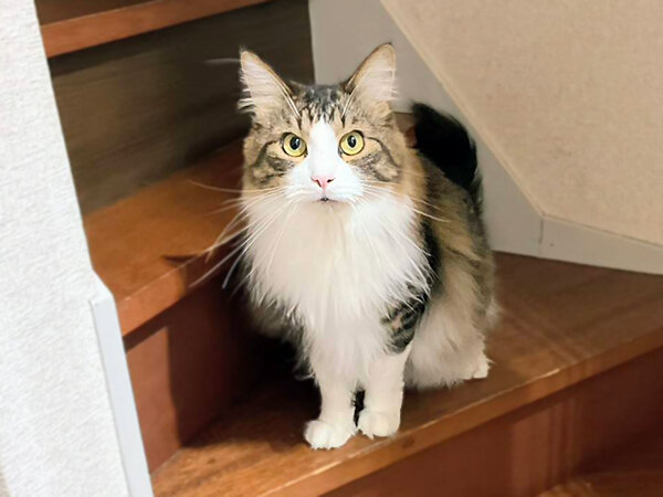 猫ペットシッター