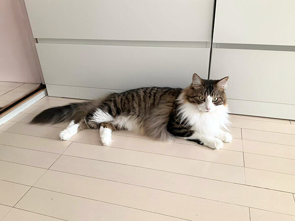 猫ペットシッター