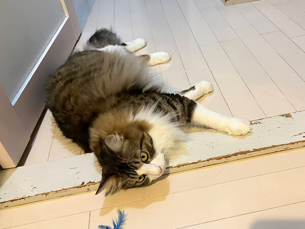 猫ペットシッター