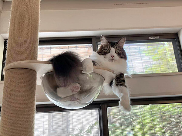 猫ペットシッター