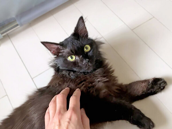 黒猫ペットシッター