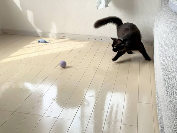 黒猫ペットシッター