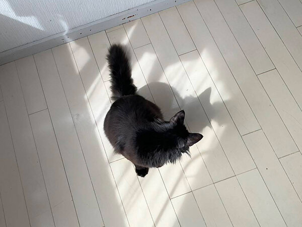 黒猫ペットシッター