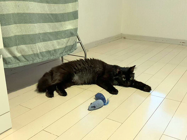 黒猫ペットシッター