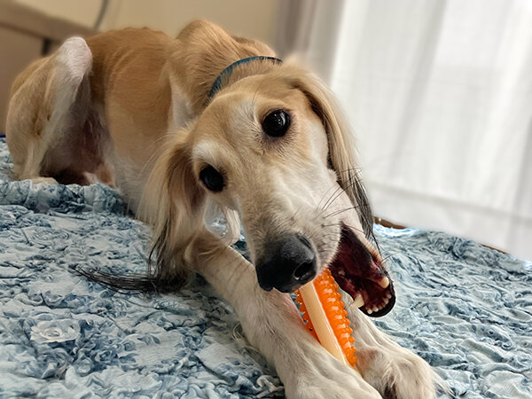 中型犬サルーキペットホテル