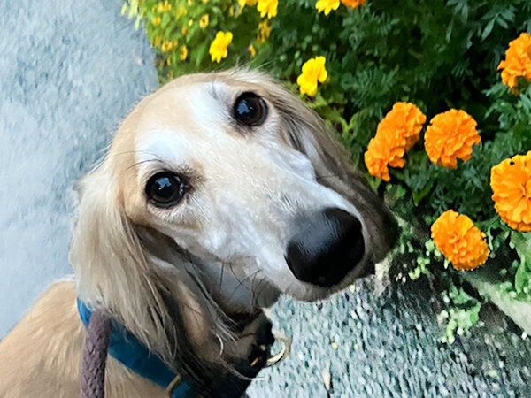 中型犬サルーキペットホテル