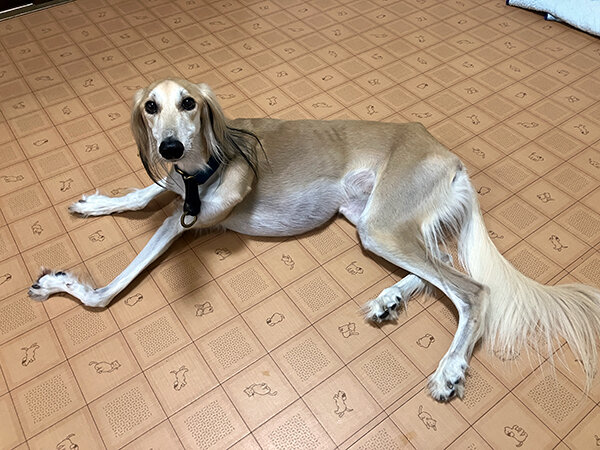 中型犬サルーキペットホテル