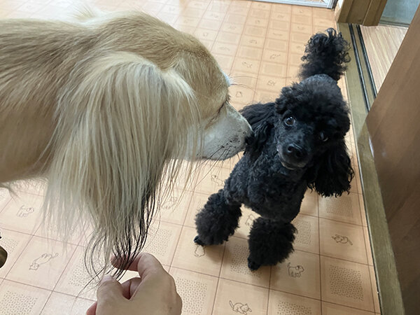 中型犬サルーキペットホテル