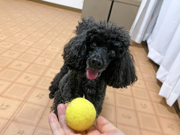 小型犬トイプードルペットホテル