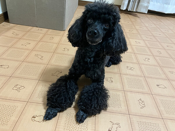 小型犬トイプードルペットホテル