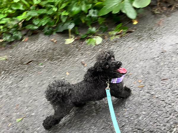 小型犬トイプードルペットホテル