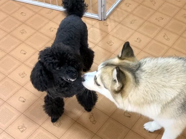 小型犬トイプードルペットホテル
