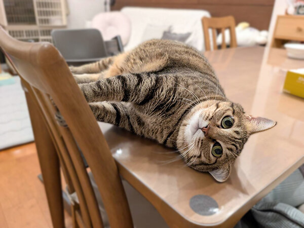 猫ペットシッター