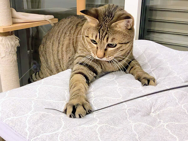 猫ペットシッター
