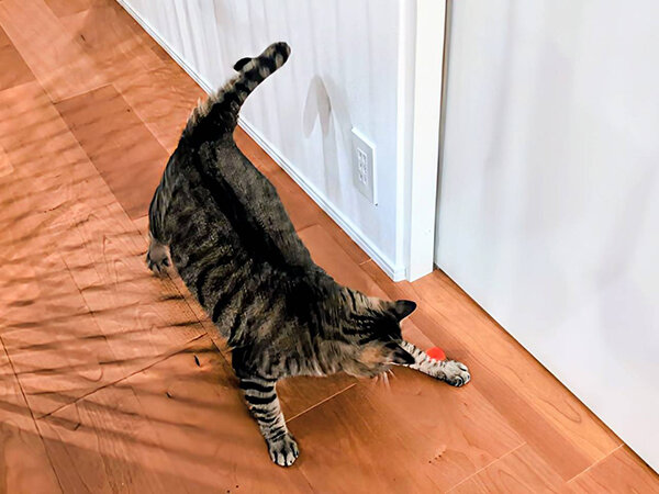 猫ペットシッター