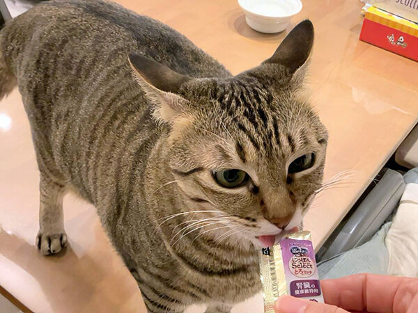 猫ペットシッター