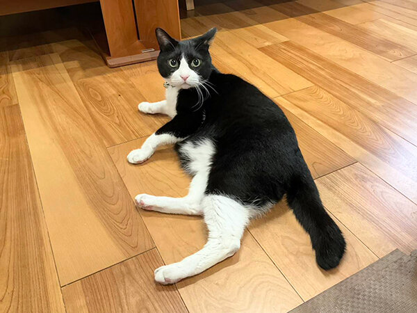 猫ペットシッター