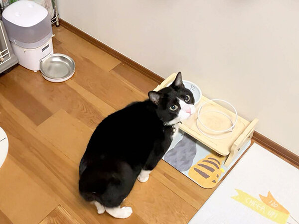 猫ペットシッター