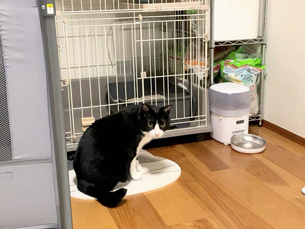 猫ペットシッター