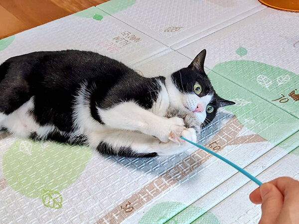 猫ペットシッター
