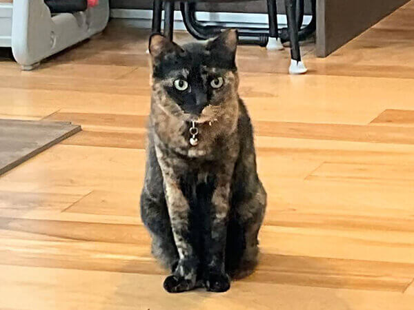 猫ペットシッター