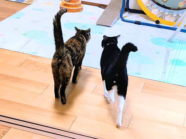 猫ペットシッター