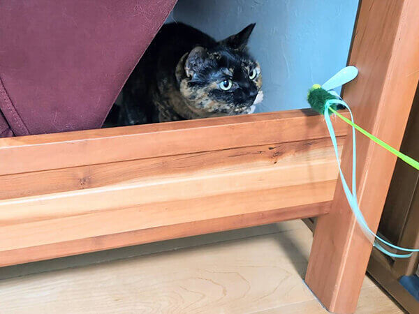 猫ペットシッター